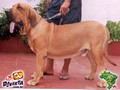 In Memorian - Fila Brasileiro Dourado - Canil Singular - Ben Hur